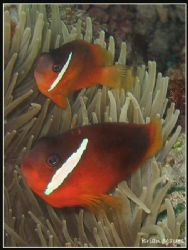 A couple of Dusky Anemonefish from Taveuni, Fiji. Canon A... by Brian Mayes 